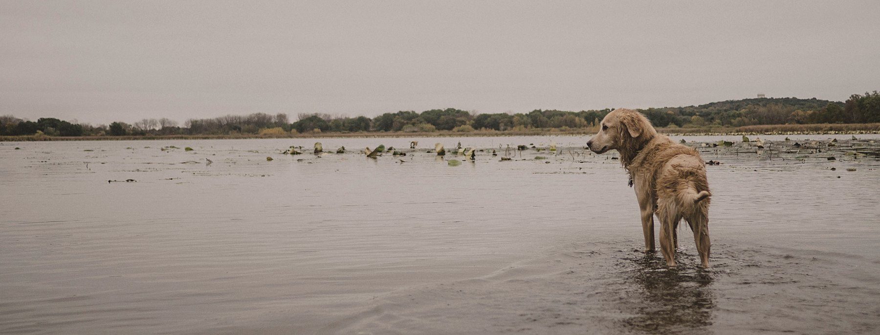 A golden retriever standing still at the edge of an overcast lake