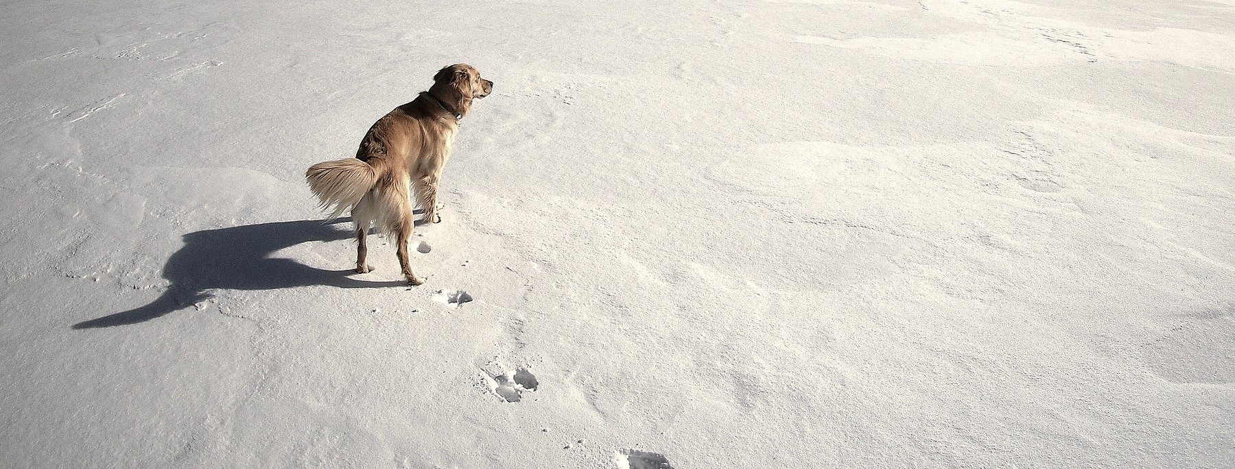 A golden retriever looking back across a wide snowfield