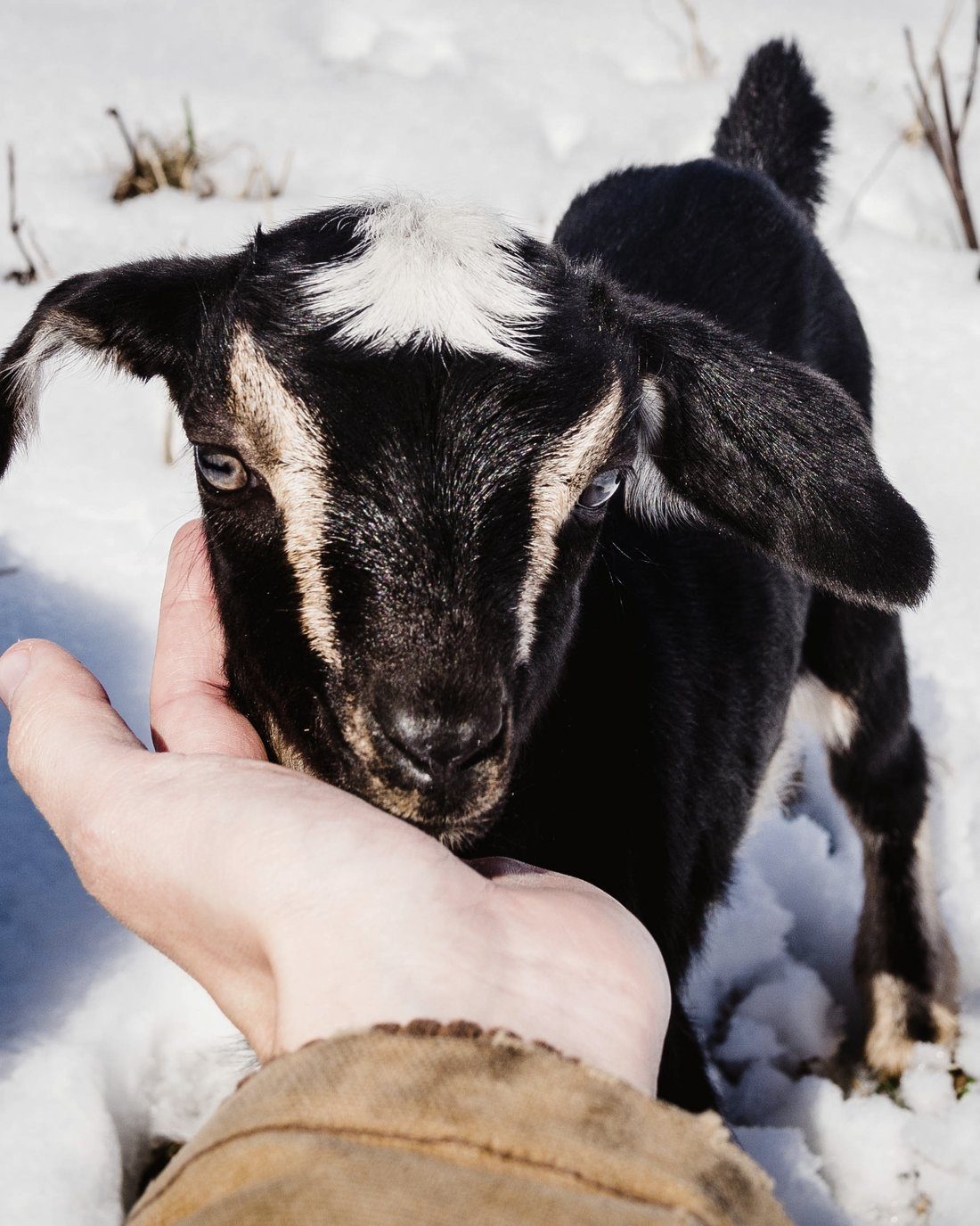 A hand reaching out to a young goat in the snow